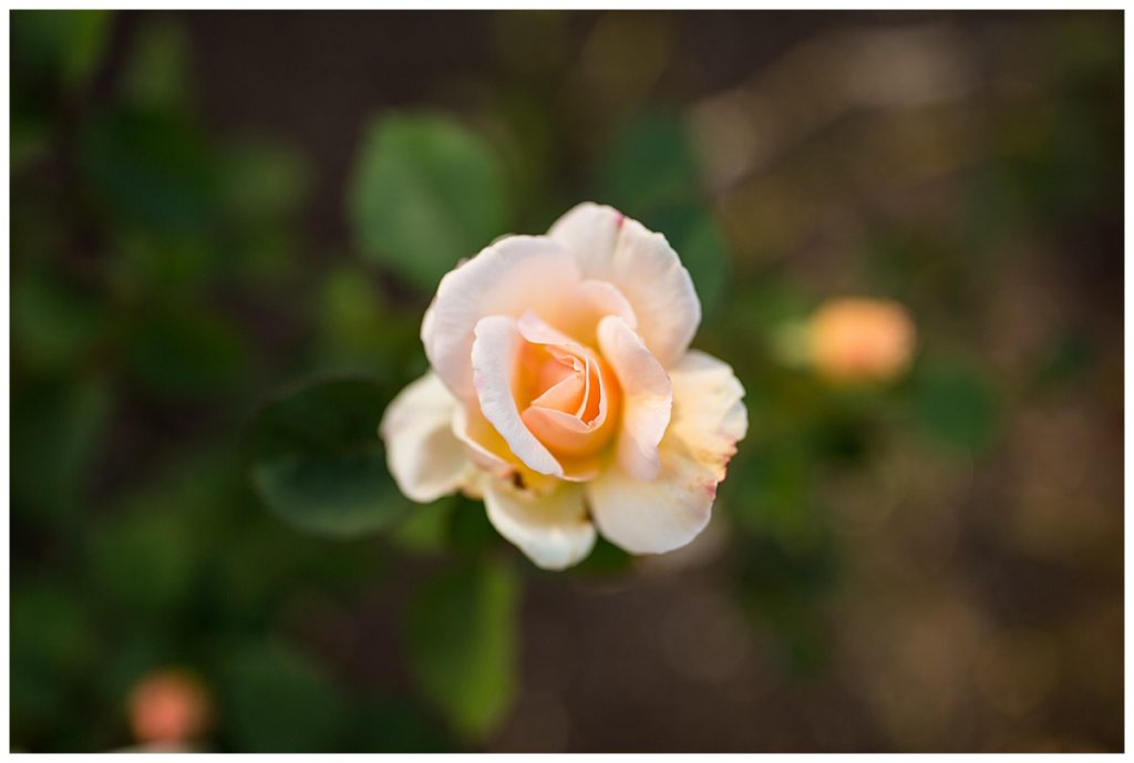 rose blooming at Dumbarton Oaks